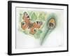 European Peacock Butterfly Inachis Io and Peacock Feather-null-Framed Giclee Print