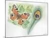 European Peacock Butterfly Inachis Io and Peacock Feather-null-Mounted Giclee Print