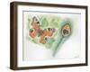 European Peacock Butterfly Inachis Io and Peacock Feather-null-Framed Giclee Print