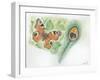 European Peacock Butterfly Inachis Io and Peacock Feather-null-Framed Giclee Print