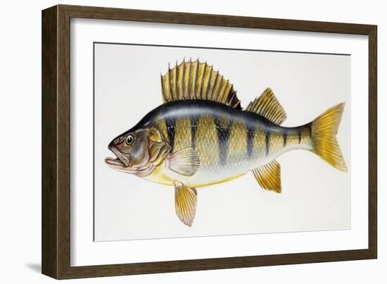 European Perch or Redfin Perch (Perca Fluviatilis), Percidae-null-Framed Giclee Print