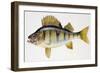 European Perch or Redfin Perch (Perca Fluviatilis), Percidae-null-Framed Giclee Print