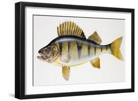 European Perch or Redfin Perch (Perca Fluviatilis), Percidae-null-Framed Giclee Print