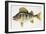 European Perch or Redfin Perch (Perca Fluviatilis), Percidae-null-Framed Giclee Print