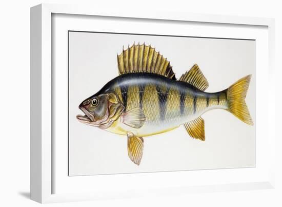 European Perch or Redfin Perch (Perca Fluviatilis), Percidae-null-Framed Giclee Print