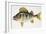 European Perch or Redfin Perch (Perca Fluviatilis), Percidae-null-Framed Giclee Print