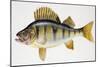 European Perch or Redfin Perch (Perca Fluviatilis), Percidae-null-Mounted Giclee Print