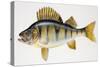 European Perch or Redfin Perch (Perca Fluviatilis), Percidae-null-Stretched Canvas