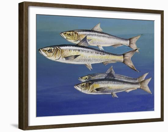 European Pilchard (Sardina Pilchardus), Clupeidae-null-Framed Giclee Print