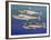 European Pilchard (Sardina Pilchardus), Clupeidae-null-Framed Giclee Print