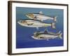 European Pilchard (Sardina Pilchardus), Clupeidae-null-Framed Giclee Print