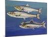 European Pilchard (Sardina Pilchardus), Clupeidae-null-Mounted Giclee Print