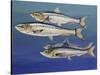 European Pilchard (Sardina Pilchardus), Clupeidae-null-Stretched Canvas