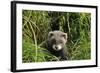 European Polecat Kitten (Mustela Putorius) In Grass-David Pike-Framed Photographic Print