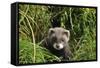 European Polecat Kitten (Mustela Putorius) In Grass-David Pike-Framed Stretched Canvas