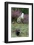 European Polecat (Mustela Putorius) Hunting Rabbit Which Is Jumping to Get Away-Edwin Giesbers-Framed Photographic Print