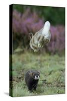 European Polecat (Mustela Putorius) Hunting Rabbit Which Is Jumping to Get Away-Edwin Giesbers-Stretched Canvas