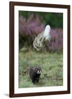 European Polecat (Mustela Putorius) Hunting Rabbit Which Is Jumping to Get Away-Edwin Giesbers-Framed Photographic Print