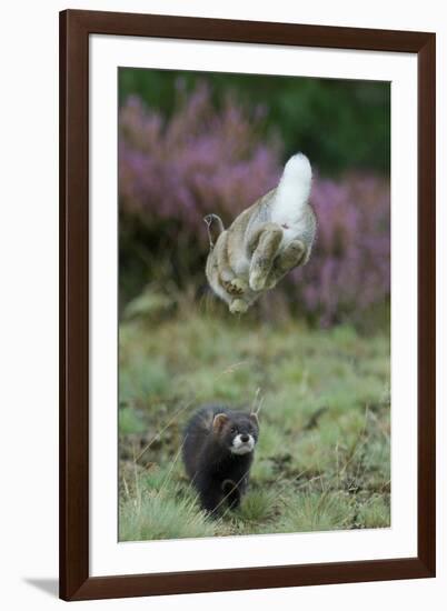 European Polecat (Mustela Putorius) Hunting Rabbit Which Is Jumping to Get Away-Edwin Giesbers-Framed Photographic Print