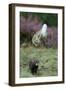 European Polecat (Mustela Putorius) Hunting Rabbit Which Is Jumping to Get Away-Edwin Giesbers-Framed Premium Photographic Print