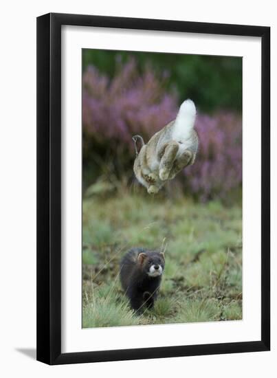 European Polecat (Mustela Putorius) Hunting Rabbit Which Is Jumping to Get Away-Edwin Giesbers-Framed Premium Photographic Print