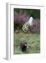 European Polecat (Mustela Putorius) Hunting Rabbit Which Is Jumping to Get Away-Edwin Giesbers-Framed Premium Photographic Print