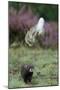 European Polecat (Mustela Putorius) Hunting Rabbit Which Is Jumping to Get Away-Edwin Giesbers-Mounted Premium Photographic Print