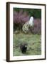 European Polecat (Mustela Putorius) Hunting Rabbit Which Is Jumping to Get Away-Edwin Giesbers-Framed Photographic Print