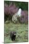 European Polecat (Mustela Putorius) Hunting Rabbit Which Is Jumping to Get Away-Edwin Giesbers-Mounted Photographic Print