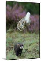 European Polecat (Mustela Putorius) Hunting Rabbit Which Is Jumping to Get Away-Edwin Giesbers-Mounted Photographic Print