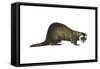 European Polecat (Mustela Putorius), Weasel, Mammals-Encyclopaedia Britannica-Framed Stretched Canvas