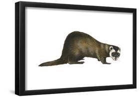 European Polecat (Mustela Putorius), Weasel, Mammals-Encyclopaedia Britannica-Framed Poster