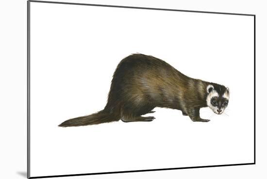 European Polecat (Mustela Putorius), Weasel, Mammals-Encyclopaedia Britannica-Mounted Poster