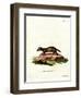 European Polecat-null-Framed Premium Giclee Print