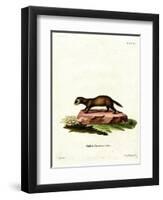 European Polecat-null-Framed Premium Giclee Print