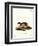 European Polecat-null-Framed Premium Giclee Print