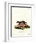 European Polecat-null-Framed Premium Giclee Print