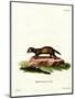 European Polecat-null-Mounted Premium Giclee Print