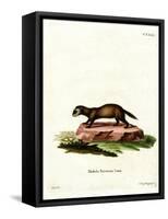 European Polecat-null-Framed Stretched Canvas