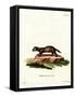 European Polecat-null-Framed Stretched Canvas