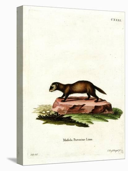 European Polecat-null-Stretched Canvas