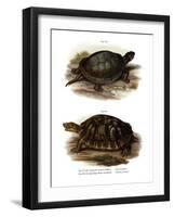 European Pond Turtle-null-Framed Giclee Print
