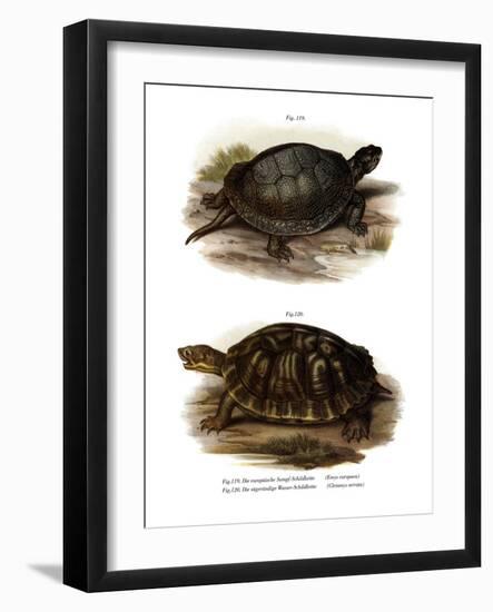 European Pond Turtle-null-Framed Giclee Print