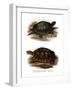 European Pond Turtle-null-Framed Giclee Print