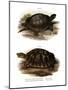 European Pond Turtle-null-Mounted Giclee Print