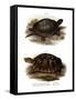 European Pond Turtle-null-Framed Stretched Canvas