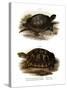 European Pond Turtle-null-Stretched Canvas
