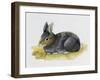 European Rabbit or Common Rabbit (Oryctolagus Cuniculus), Leporidae-null-Framed Giclee Print