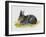 European Rabbit or Common Rabbit (Oryctolagus Cuniculus), Leporidae-null-Framed Giclee Print