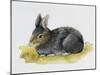 European Rabbit or Common Rabbit (Oryctolagus Cuniculus), Leporidae-null-Mounted Giclee Print